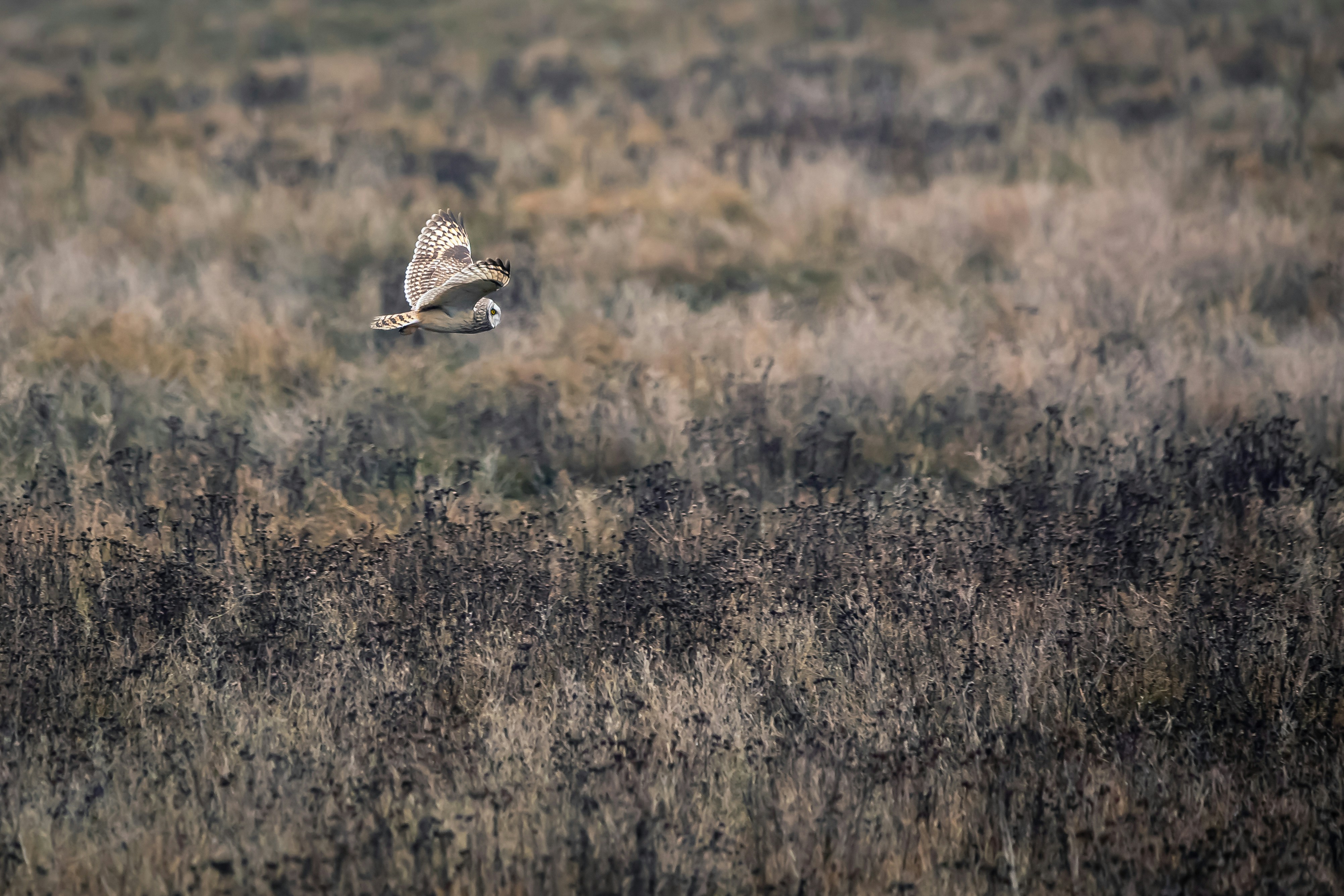 Short Eared Owl Flying.